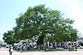 Ceiba pentandra found in the center plaza of Chiapa de Corzo, Chiapas, Mexico.