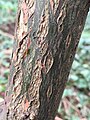 Semi-mature bark displaying development of characteristic corky fissures.