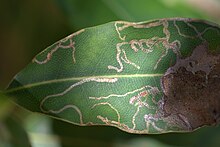 Leaf miner on macadamia