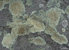 Protoparmeliopsis muralis, lichen crustacé saxicole couvrant de nombreux substrats artificiels[g].