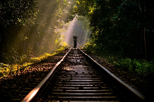 Railroad tracks through Lawachara National Park, Bangladesh, provide a convenient path. Photo by Pallabkabir
