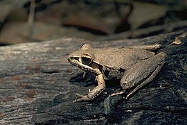 Litoria latopalmata