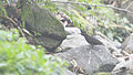 From Khangchendzonga National Park, West Sikkim, India.