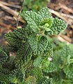 Nepeta stewartiana