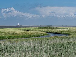 T meltzer mit Westerhever Salzwiesen