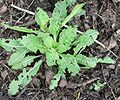 Evening primrose