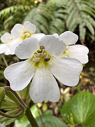 Close-up of flower