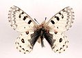 Parnassius_ephaphus_ulster.jpg