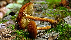 Oksaruostenahikas (Phaeomarasmius erinaceus)