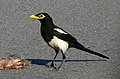 Yellow-billed magpie