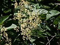 Poliothyrsis sinensis : inflorescence.