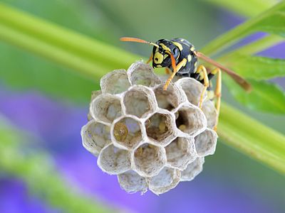 European paper wasp, by Alvesgaspar