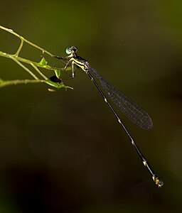 female