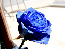 A blue-dyed rose