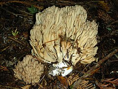 Description de l'image Ramaria acrisiccescens 25344.jpg.