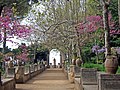 A walkway with statuary, urns and flowering wisteria and Judas trees