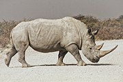 Gray rhinoceros