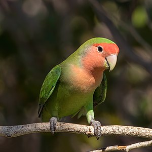 Rosy-faced lovebird, front, by Charlesjsharp