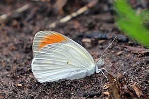 C. e. euippe, male Shai Hills Resource Reserve, Ghana