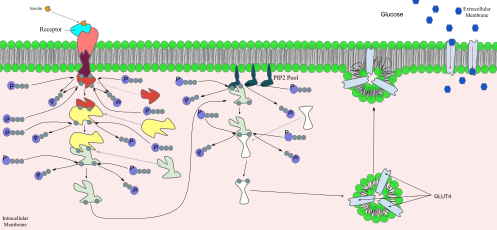 Signal transduction of Insulin: At the end of the transduction process, the activated protein binds to the PIP2 phospholipids embedded in the membrane.