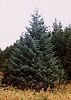 Sitka spruce growing in Britain