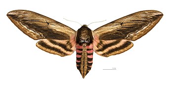 ♀ Dorsal side