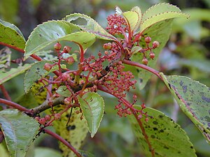 Perrottetia sandwicensis