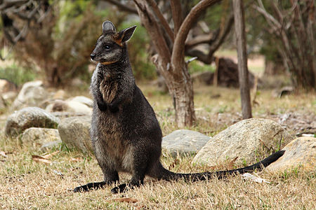 Swamp wallaby joey, by Benjamint