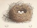 Nest