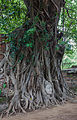 The head of Buddha, Wat Mahathat