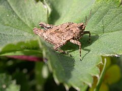 Ce petit criquet de 8 à 10 mm fréquente les carrières, les sablières, les pentes rocailleuses à la végétation pauvre, les pelouses sèches.