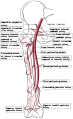 Femoral artery and its major branches - right thigh, anterior view.