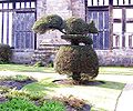 Squirrel topiary, Rufford Old Hall, Lancashire