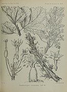 Dendrosicyos socotranus (ilustração).