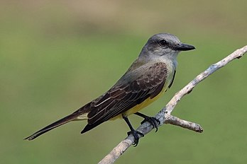 Suiriri (Tyrannus melancholicus), fotografado no Pantanal, Brasil. (definição 3 913 × 2 609)