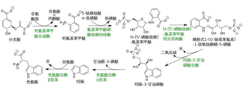 色氨酸的生物合成