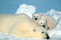 A polar bear mother with her cubs