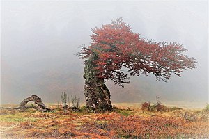 14. Platz: 49fritz Neu! mit 400 Jahre alte Rotbuche (Fagus sylvatica) auf dem Hochschachten im Kerngebiet des Nationalparks Bayerischer Wald