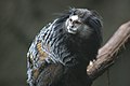 A Wied's Marmoset, at the Blank Park Zoo