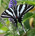 Zebra swallowtail (Eurytides marcellus) tribe Leptocircini