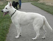 Chien blanc avec les yeux et muqueuses noires