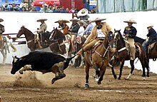 Charro esegue il Coleadero o Colas en el Lienzo.