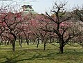 A grove of Prunus mume