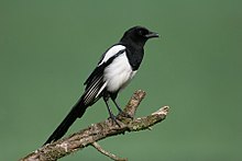 Photographie d'une pie posée sur une branche, vue de profil.