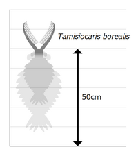 Tamisiocaris タミシオカリス