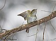 Acadian Flycatcher at Belleplain State Forest in New Jersey, during spring migration 2008.