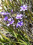 Aristea africana