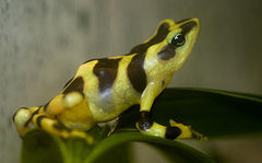 Description de l'image Atelopus varius.jpg.