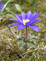 Fleur ouverte, forme bleue