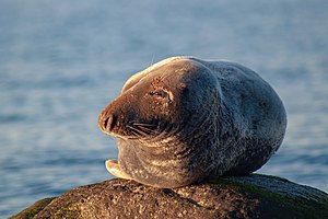 48. Platz: Atemue mit Kegelrobbe (Halichoerus grypus) am Strand im LSG Brodtener Winkel